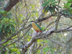 Pitta brachyura