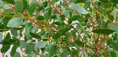 Eucalyptus utilis
