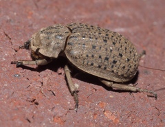Omorgus suberosus