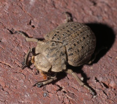 Omorgus suberosus