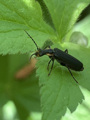 Podabrus rugosulus