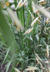 Bromus inermis
