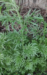 Artemisia