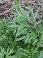 Artemisia