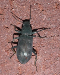 Xylopinus saperdoides