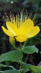 Hypericum hircinum