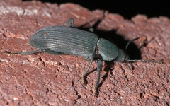 Xylopinus saperdoides