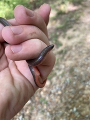 Carphophis amoenus helenae