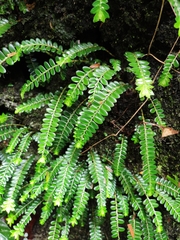 Elatostema salvinioides