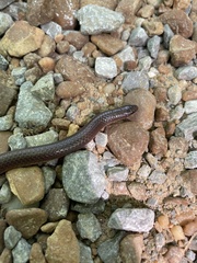 Carphophis amoenus helenae