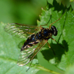 Chrysopilus ornatus