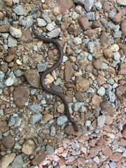 Carphophis amoenus helenae