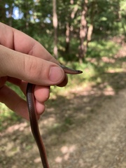 Carphophis amoenus helenae