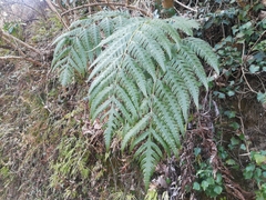 Woodwardia orientalis