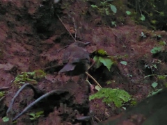 Turdus plebejus