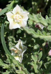 Chamaesaracha coniodes