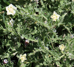 Chamaesaracha coniodes