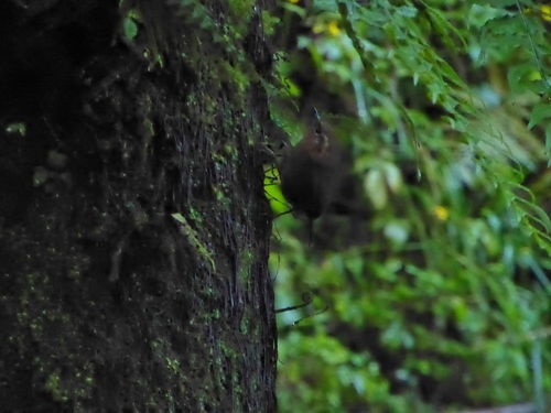 Troglodytes rufociliatus