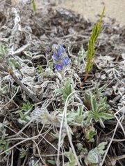 Lupinus kuschei