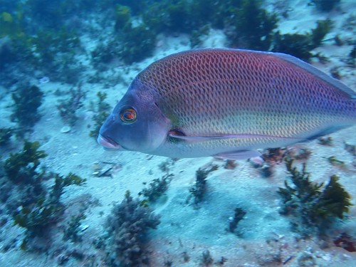 Blue morwong (Nemadactylus douglasii) — Cheilodactylidae — 3