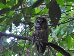 Strix fulvescens