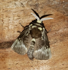 Megalopyge albicollis superba