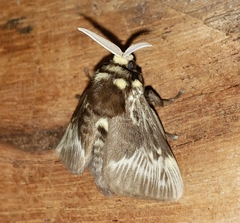 Megalopyge albicollis superba