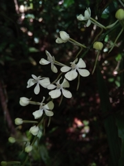 Aerangis citrata