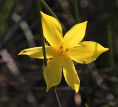 Bobartia macrospatha