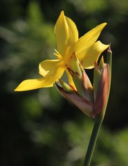 Bobartia macrospatha