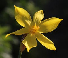 Bobartia macrospatha