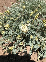 Astragalus curvicarpus