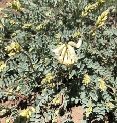 Astragalus curvicarpus