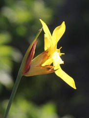 Bobartia macrospatha