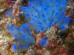 Clavelina australis