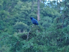 Aphelocoma unicolor