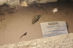 Pterotaea cariosa
