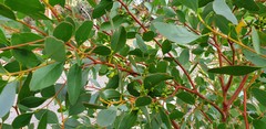 Eucalyptus utilis