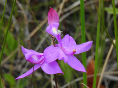 Calopogon tuberosus tuberosus