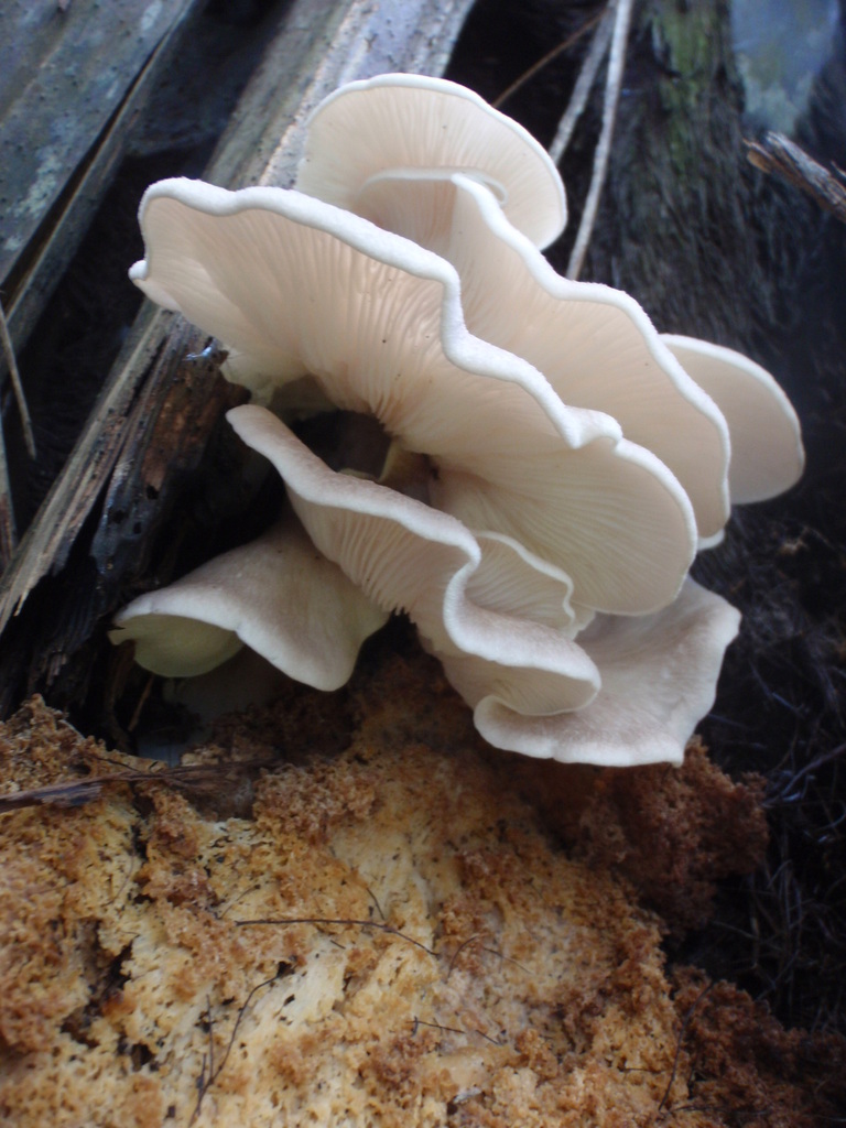 Oyster Mushrooms from Te Atatū Peninsula, Auckland 0610, New Zealand on