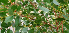 Eucalyptus utilis