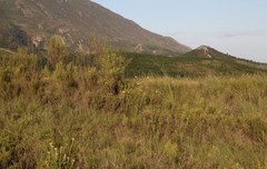 Bobartia macrospatha