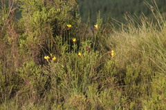 Bobartia macrospatha