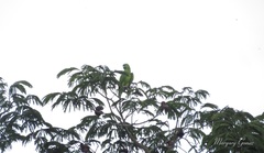 Amazona auropalliata