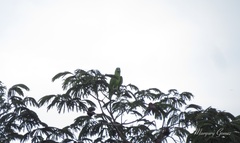 Amazona auropalliata