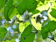 Passiflora dolichocarpa