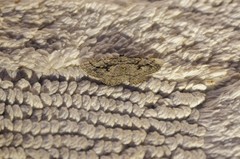 Pterotaea cariosa