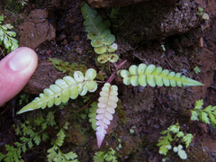 Blechnum appendiculatum