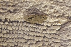 Pterotaea cariosa