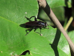 Chalcosyrphus chalybeus